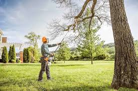 Trusted Oradell, NJ Tree Services Experts