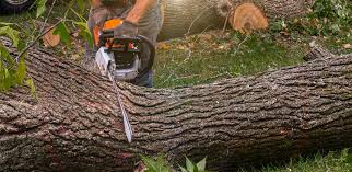 How Our Tree Care Process Works  in  Oradell, NJ